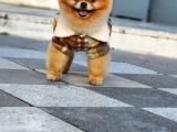2 Yaşında Erkek Pomeranian 