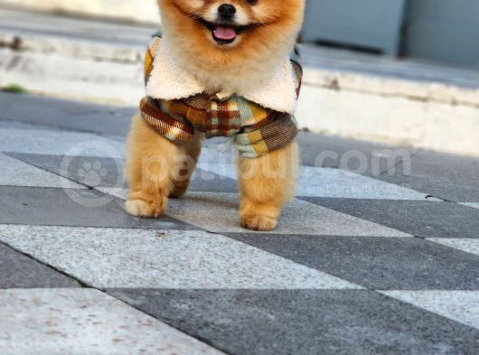2 Yaşında Erkek Pomeranian  görsel
