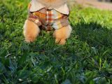 2 Yaşında Erkek Pomeranian 