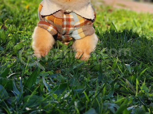2 Yaşında Erkek Pomeranian  görsel