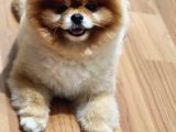 2 Yaşında Erkek Pomeranian 