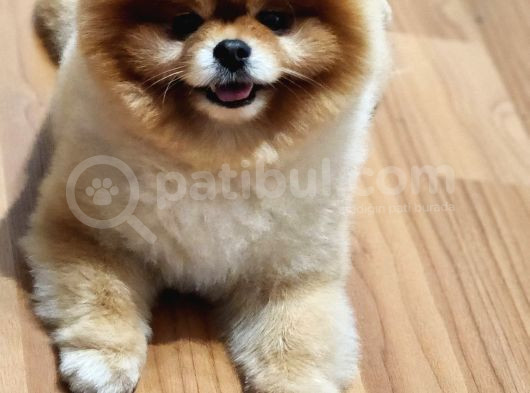 2 Yaşında Erkek Pomeranian  görsel