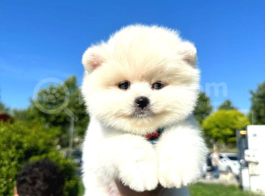En Güzel Gülen Surat Erkek Pomerani̇an Boo