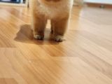 2 Yaşında Erkek Pomeranian 