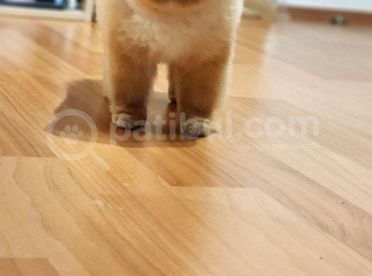 2 Yaşında Erkek Pomeranian  görsel