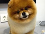 2 Yaşında Erkek Pomeranian 