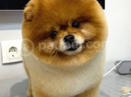 2 Yaşında Erkek Pomeranian  görsel