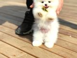 Tcup Pomeranian Boo Bebeklerimiz
