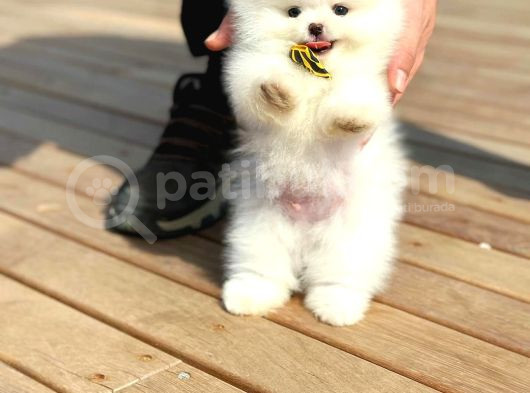Tcup Pomeranian Boo Bebeklerimiz görsel