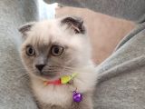 Scottish fold blue point