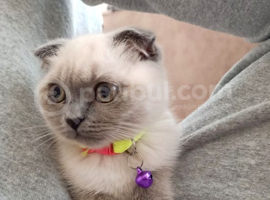 Scottish Fold Blue Point