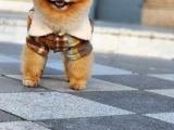 2 Yaşında Erkek Pomeranian 