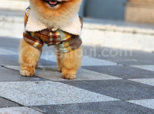 2 Yaşında Erkek Pomeranian  görsel