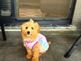 Dünya Güzeli Kızımız  Sıfır Boy Toy Poodle