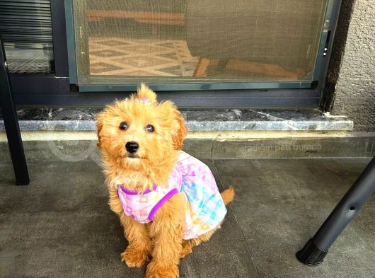 Dünya Güzeli Kızımız  Sıfır Boy Toy Poodle görsel