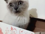 Scottish Fold Blue Point