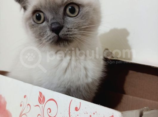 Scottish Fold Blue Point görsel