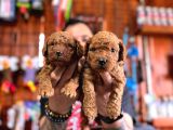 Secereli Toy Poodle Yavrularımız