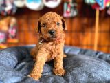 Secereli Toy Poodle Yavrularımız