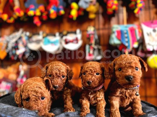 Secereli Toy Poodle Yavrularımız görsel