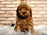 Tooy poodle cinsi yavrular DİŞİ erkek mevcuttur 
