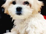 Maltesse Terrier Cinsleri Güzel Yavrular 