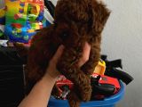 Ev Doğumlu Orjinal Toy Poodle Wc Eğitimli