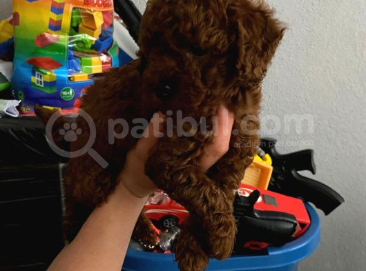 Ev Doğumlu Orjinal Toy Poodle Wc Eğitimli görsel