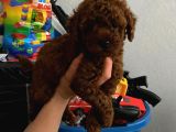 Ev Doğumlu Orjinal Toy Poodle Wc Eğitimli