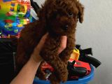Ev Doğumlu Orjinal Toy Poodle Wc Eğitimli