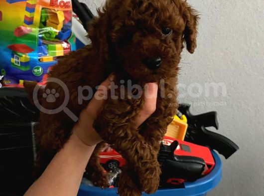 Ev Doğumlu Orjinal Toy Poodle Wc Eğitimli görsel