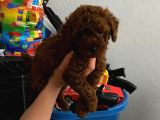 Ev Doğumlu Orjinal Toy Poodle Wc Eğitimli
