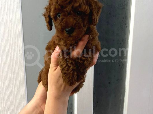 Dark Renginde Orjinal Poodle Yavrum En Koyu Tonda görsel