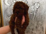 Tuvalet Eğitimli Kore Kan Toy Poodle Bebeğim