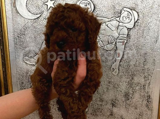 Tuvalet Eğitimli Kore Kan Toy Poodle Bebeğim görsel