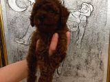 Tuvalet Eğitimli Kore Kan Toy Poodle Bebeğim