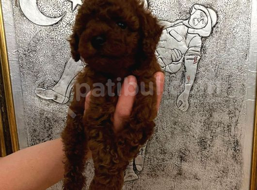 Tuvalet Eğitimli Kore Kan Toy Poodle Bebeğim görsel