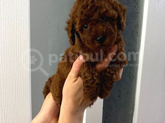 Dark Renginde Orjinal Poodle Yavrum En Koyu Tonda