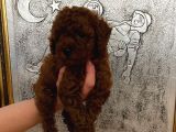 Tuvalet Eğitimli Kore Kan Toy Poodle Bebeğim
