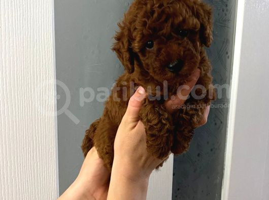 Dark Renginde Orjinal Poodle Yavrum En Koyu Tonda görsel
