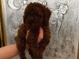Tuvalet Eğitimli Kore Kan Toy Poodle Bebeğim
