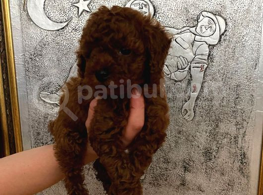 Tuvalet Eğitimli Kore Kan Toy Poodle Bebeğim görsel