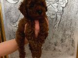 Tuvalet eğitimli kore kan toy poodle bebeğim