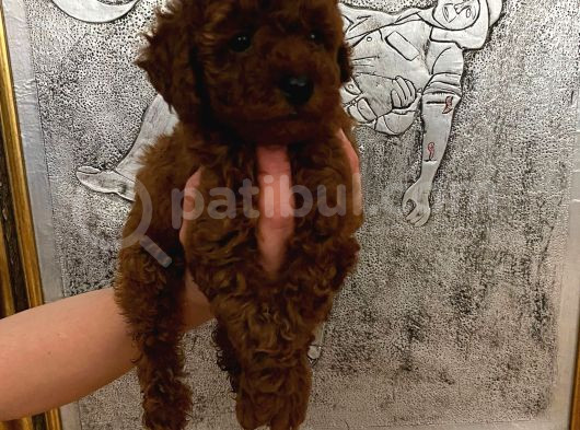 Tuvalet Eğitimli Kore Kan Toy Poodle Bebeğim