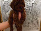 Tuvalet Eğitimli Kore Kan Toy Poodle Bebeğim