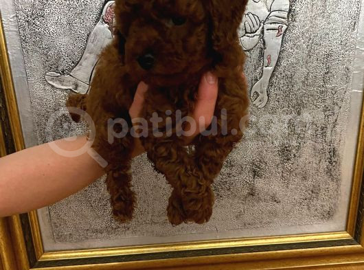 Tuvalet Eğitimli Kore Kan Toy Poodle Bebeğim görsel