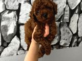 Herşeyiyle Garantili Aşılı Pet Eğitimli Poodle Bebeğim
