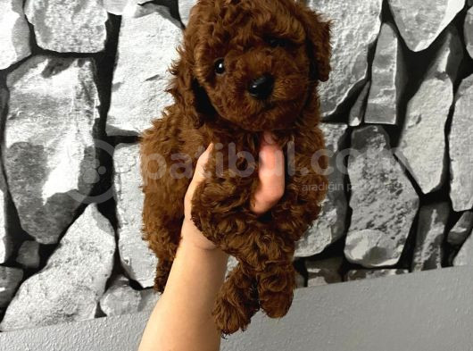 Herşeyiyle Garantili Aşılı Pet Eğitimli Poodle Bebeğim görsel