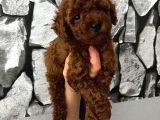 Herşeyiyle Garantili Aşılı Pet Eğitimli Poodle Bebeğim