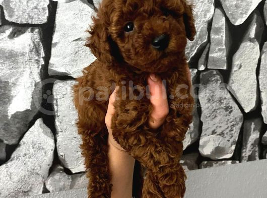 Herşeyiyle Garantili Aşılı Pet Eğitimli Poodle Bebeğim görsel